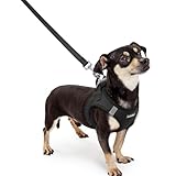 Rabbitgoo 犬ハーネス リードセット 超小型犬 小型犬 中型犬 大型犬 犬用 胴輪 ソフト マジックテープ付き 反射素材付き ペット用品 はーねす 引っ張り防止 抜けない 喉に優しい 夜間反射 調節可能 脱着簡単 軽量 メッシュ 快適 通気 手洗い 耐久性 安全 散歩 しつけ 訓練 老犬介護 人気 可愛い おしゃれ (ブラック, XXXS)