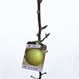 梨 苗木 廿世紀 12cmポット苗 二十世紀 なし 苗 ナシ