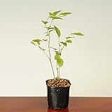 ミニ苗：榎(エノキ)