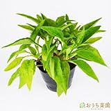 エキナセア 【苗】 ９ ｃｍ ポット ＜当店は 苗 種 鉢 培養土 ニーム の専門店＞