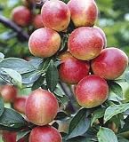 露茜 (つゆあかね) 実梅 《果樹苗》
