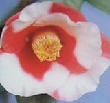 一重 月の輪 12cmポット 1本