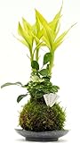 3寸サンデリアーナ寄せ植え苔玉美濃焼皿付