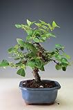 盆栽　実生15年生　カリンの鉢植え盆栽【現品】
