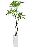 DORIS 観葉植物 光触媒 【パキラ 140cm】 フェイクグリーン インテリア 陶器鉢 水やり不要 (KIC)