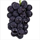 国華園　果樹苗　ブドウ　藤稔　1株【※発送が国華園からの場合のみ正規品です】