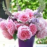 バラ苗 ビアンヴニュ 国産大苗デルバールオリジナル角鉢6号 四季咲き中輪ピンク系 フレンチローズ（デルバール）