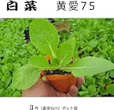 白菜 黄愛（きあい）７５ 9cmポット苗 5ポットセット
