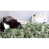 [タネ 家畜・ウサギ 採草・放牧 春・秋まき]牧草種子：ラジノクローバー・カリフォルニアラジノ1kg ノーブランド品