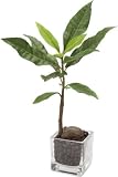 ポピー 造花 クロトングラスポット 葉長4.5～10cm クロトングラスポット葉長4.5～10cm 【1点】
