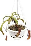 食虫植物 白吊鉢(5S) Nepenthes 'Attractive Fuso' KI (ネペンテス アトラクティブ フソ)