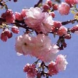 桜[サクラ・サトザクラ系]：福禄寿（フクロクジュ）接木苗4～5号ポット