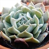 oriエケベリア レボリューション(多肉植物 6cmポット)