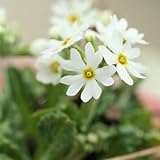 白花雪割コザクラ