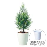 エフプランター 人工観葉植物-ヒバ-70-6号鉢-懸崖鉢