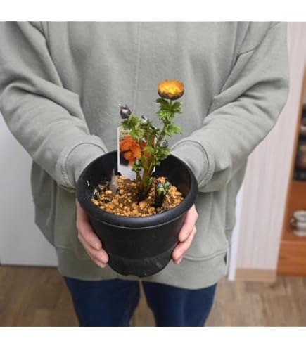 Amazon.co.jp: 福寿草(フクジュソウ) 3号ポット福寿草3芽プラ鉢 : DIY