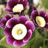 [ オーリキュラ ] アンワーサダト