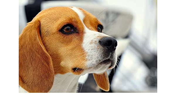 Amazon Co Jp 特大 ポスター 犬ビーグル銃口耳子犬 壁紙ウォールステッカーポスター 594x4mm ホーム キッチン