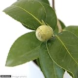 (山野草/盆栽)ツバキ(椿)(品種おまかせ) 3号(お買い得3ポットセット) [生体]