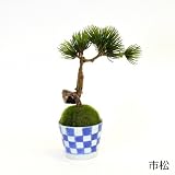 観葉植物 ミニ盆栽 フェイク 造花 ♪【カップボン】松・吹き流しS×そばちょこ＜タイプ：点十草＞♪ インテリアグリーン アーティフィシャル