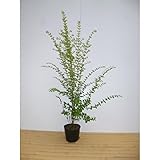 【15本セット】 プリペット 樹高0.8m前後 15cmポット ポット入り プリベット生垣 苗木 植木 苗 庭木 生け垣