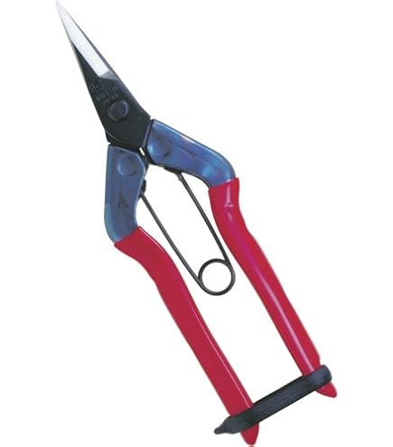 チカマサ　近正　青果鋏　ストッパーなし 31本セット チカマサ 近正 青果鋏 ストッパーなし 31本セット チカマサ 近正 青果