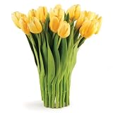 Conservatoryオランダチューリップバンドルドロップin plant [セットof 2 ]