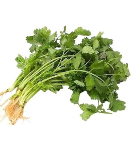 Amazon.co.jp: 【朝市場直行】千葉県ほか コリアンダー パクチー（香菜