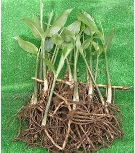 Amazon.co.jp: 布袋竹地下茎 1株 地下茎根っこ 5本 : DIY・工具・ガーデン