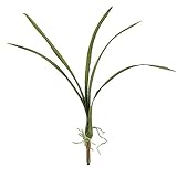 MAGIQ 東京堂 上質な造花 オーキッドリーフ  GREEN FW075100