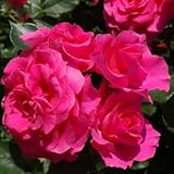 バラ苗 ローズうらら 国産大苗6号スリット鉢 フロリバンダ(FL) 四季咲き中輪　ピンク系