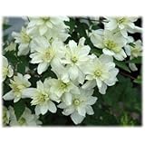 クレマチス：グリーンアイズ4.5号ポット[2年生苗]（モンタナ系）o ノーブランド品