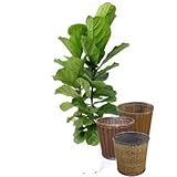 カシワバゴムノキ【バスケット(鉢カバー) 付き】 バスケット02