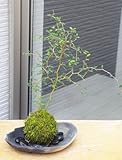 メルヘンの木としても知られている個性的な植物【ソフォラ・ミクロフィラの苔玉・炭化焼締器セット】 (敷石の色（黒石）)