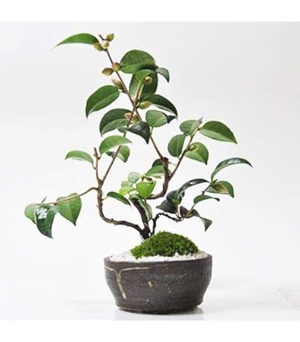 Amazon.co.jp: 遊恵盆栽 ミニ盆栽：寒椿(黒色緑縁瀬戸焼小鉢)* ＜紅花