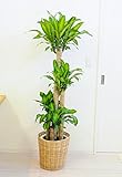 花由 ラタンバスケット入り マッサン 10号鉢 観葉植物 リボン付き