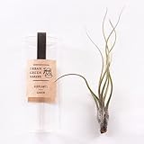AIRPLANTS　Lサイズ エアプランツ　チランジア　URBAN GREEN MAKERS(アーバングリーンメーカーズ)