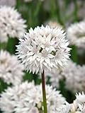 秋植え球根 アリウム グレイスフル 5球パック