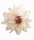 萩原 ハンギングフラワー 造花  「シャーロット」 約25cm 901000051