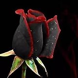 100pcsバッグ珍しい混合色バラ種子虹バラ種子盆栽花種黒バラバルコニー植物供給黒赤