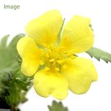 (ビオトープ/水辺植物)ツルキンバイ(蔓金梅) 3号(1ポット) 本州・四国限定[生体]