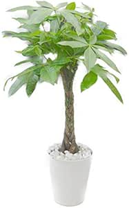 Amazon 白陶器鉢 白石 パキラ アクアティカ 7号 観葉植物 観葉植物 オンライン通販