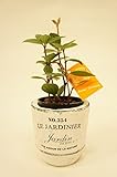 【レトロな器が可愛い観葉植物♪土を使っていないから衛生的でお部屋のインテリアにぴったり】　ハイドロカルチャー　観葉植物　テラコッタ　白　ハイドロボール