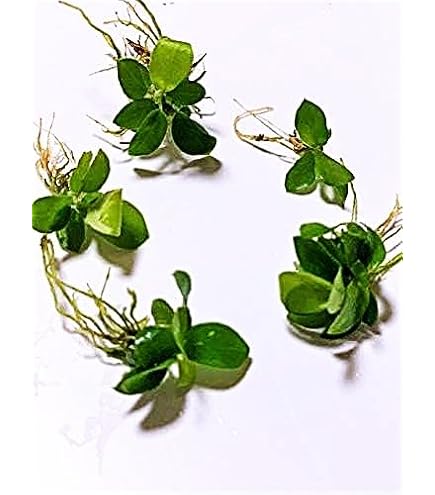 Amazon.co.jp: （水草）アヌビアスナナ プチ（水上葉）（5ポット分