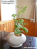 Fraxinus griffithii / Egg Pot  White / バットの木☆シマトネリコ / エッグポット・ホワイト / インテリア観葉植物 / 鉢植え