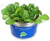 リトルガーデンプロ チンゲン菜 野菜 栽培セット 栽培キット
