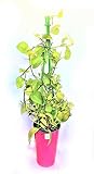 ゴールデンポトス　ピンク背高鉢　斑種　緑　グリーン　観葉植物　多年性　常緑