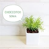 ソニア ミニプラント 消臭◎CT触媒加工 造花 観葉植物