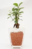【お手入れ簡単、無菌・無臭の園芸用土セラミス使用】　ハイドロカルチャー　観葉植物　スクエアガラスベース（Ｌ）　ガジュマル