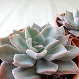 awエケベリア ジュピター 多肉植物 エケベリア 6cmポット